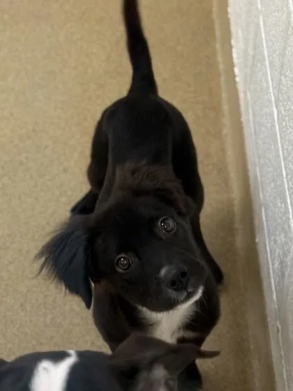 A young small-sized male Terrier dog named Moondust for adoption in North Miami Beach, FL