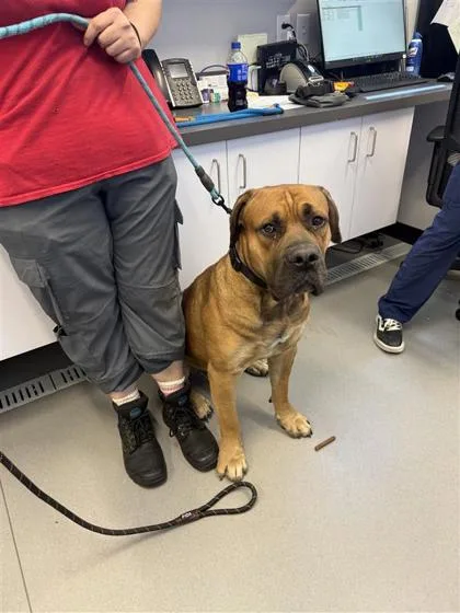 An adult extra large-sized male Mixed Breed dog named Mega for adoption in West Chester, PA
