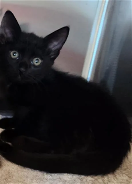 A baby small-sized male Domestic Short Hair cat named Axel for adoption in Sacramento, CA