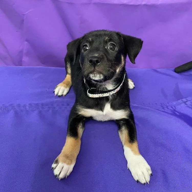 A baby small-sized female Black Shepherd dog named Omen for adoption in North Myrtle Beach, SC