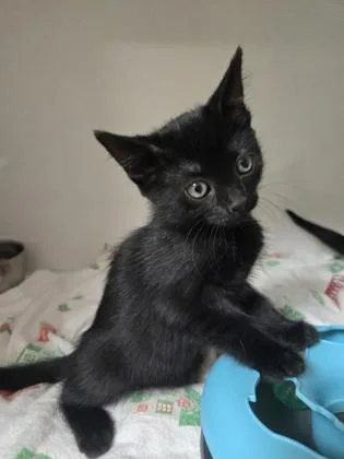 A baby small-sized female Domestic Short Hair cat named Flora for adoption in Savannah, GA