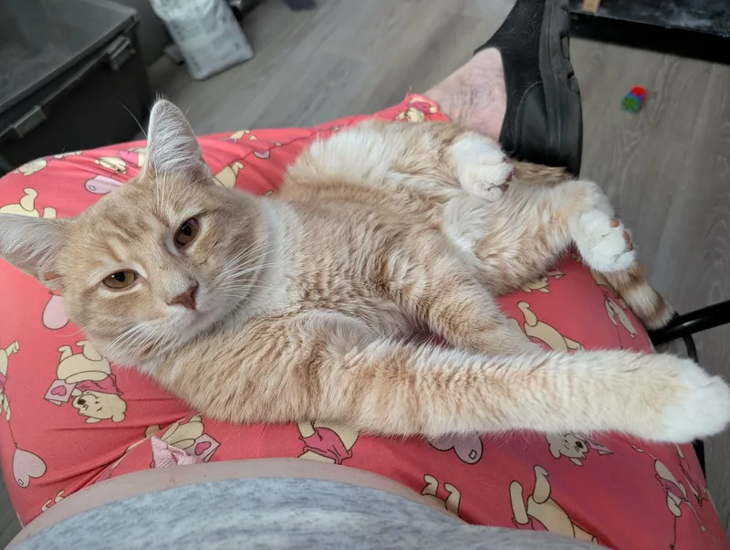 A young medium-sized male Tabby (Orange / Red) Domestic Short Hair cat named Hendrix for adoption in Bellmawr, NJ