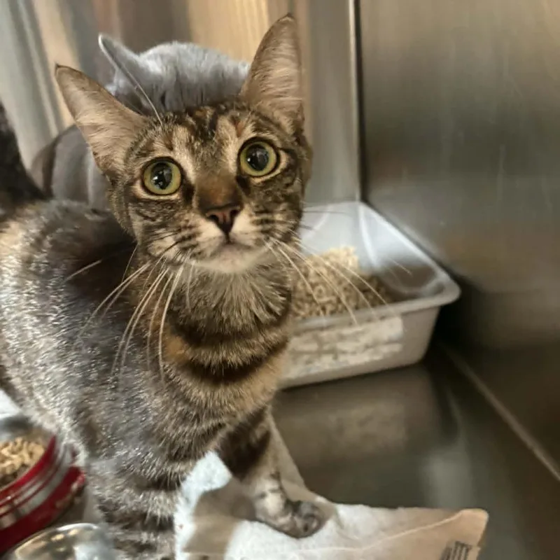 A young medium-sized female Brown / Chocolate Domestic Short Hair cat named Smokee  Costa Mesa for adoption in Chino Hills, CA