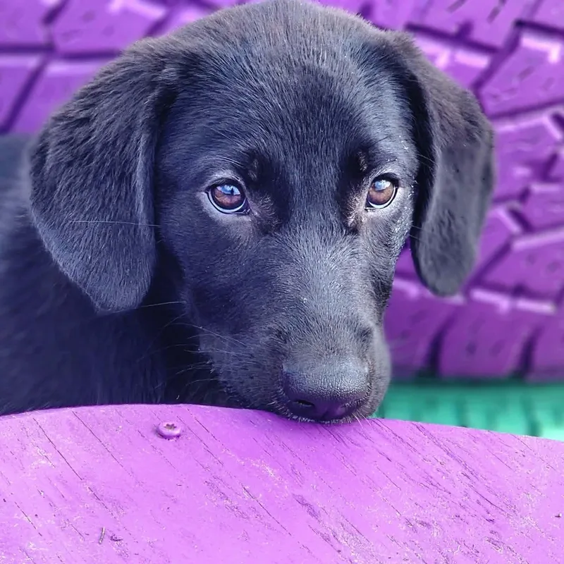 Maggie thumbnail 3