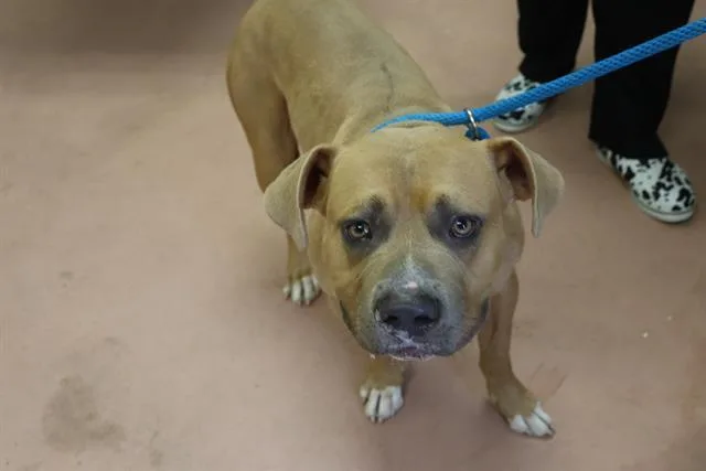 A young medium-sized male Mixed Breed dog named Ghost for adoption in Columbia, SC