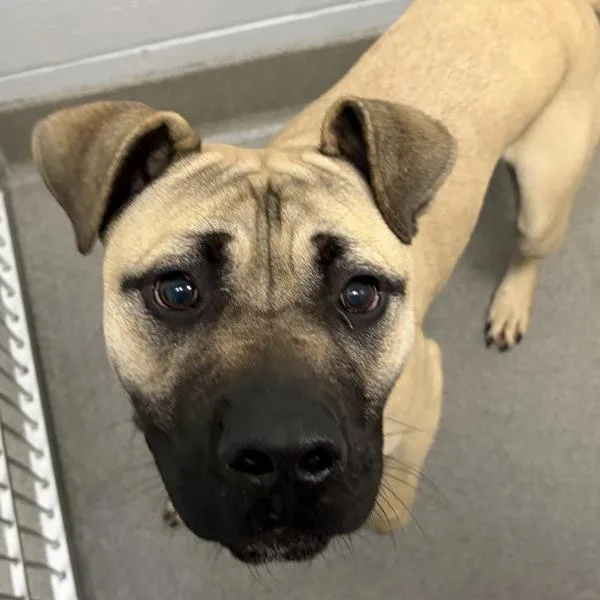 A young medium-sized male Bullmastiff dog named Ro for adoption in Des Moines, IA