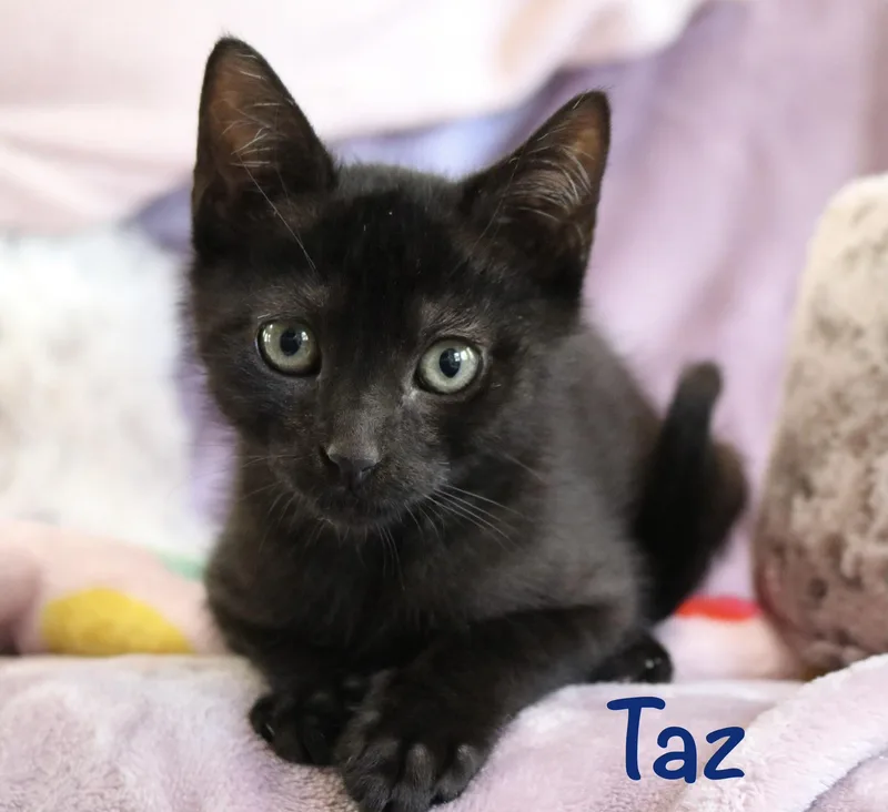Taz thumbnail 6