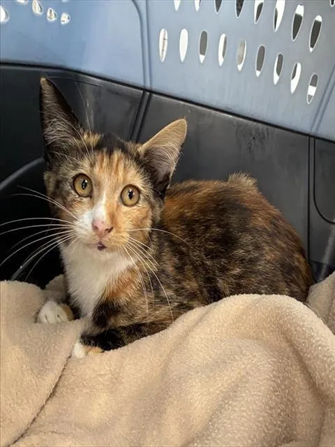 A baby medium-sized female Domestic Short Hair cat named A for adoption in Palmetto, FL
