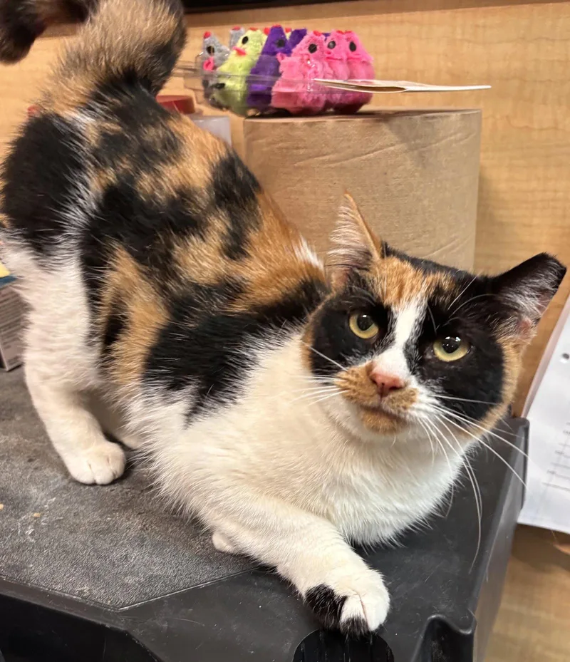 A young medium-sized female Calico cat named NewmarDC for adoption in Greenville, DE