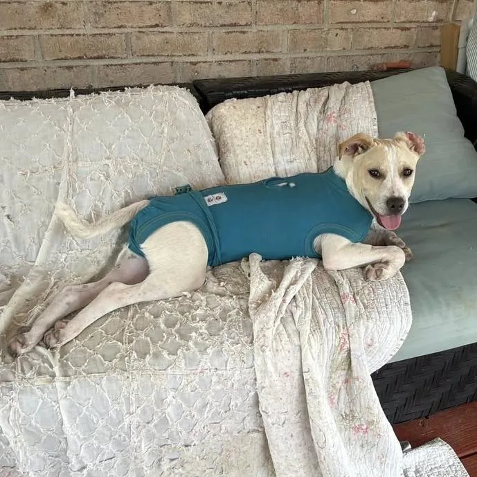 A young medium-sized male White / Cream Pointer dog named Shandy for adoption in Columbus, OH