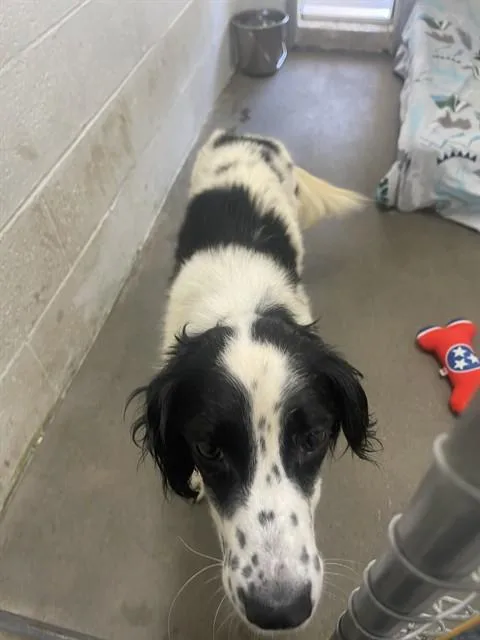 An adult medium-sized male English Springer Spaniel dog named Evander for adoption in Easton, MD