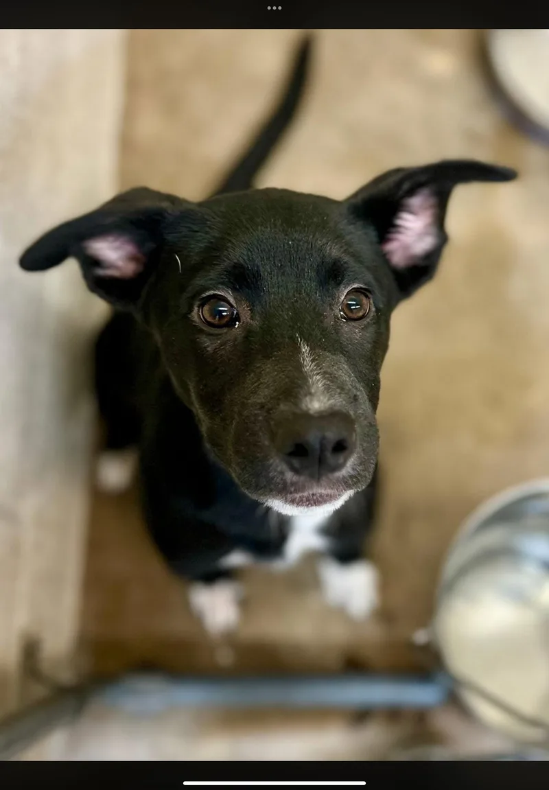 A young medium-sized male Black Labrador Retriever dog named Olga for adoption in Sherman, TX