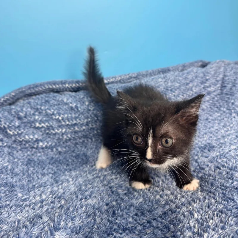 A baby small-sized male Black Domestic Short Hair cat named Chip for adoption in San Antonio, TX