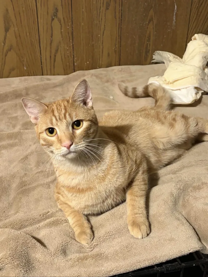 An adult large-sized male Domestic Short Hair cat named Ritchie for adoption in Chickasaw, AL