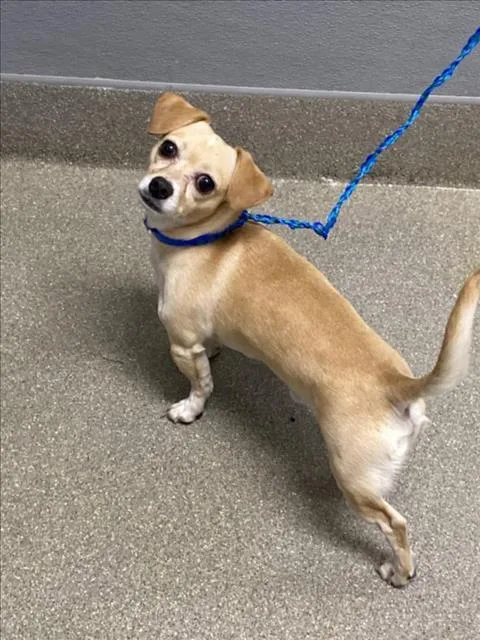 An adult small-sized male Chihuahua dog named Toa for adoption in Las Vegas, NV