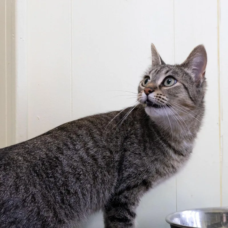 A young medium-sized female Brown / Chocolate Domestic Short Hair cat named Gretchen for adoption in McKean, PA