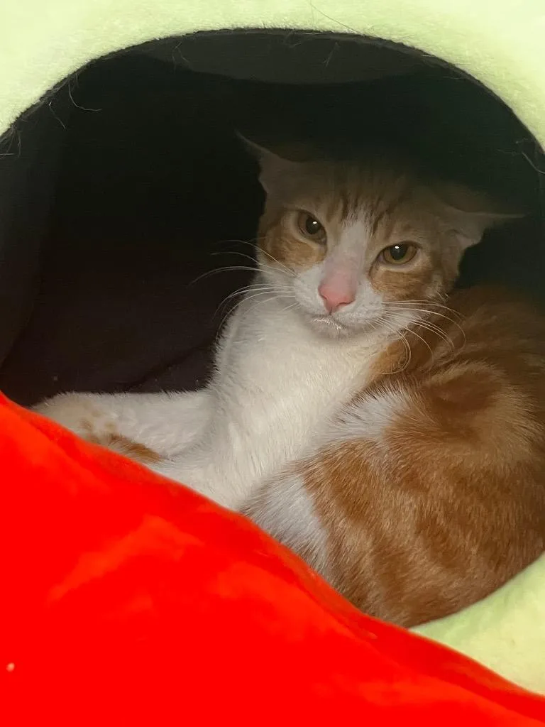 An adult medium-sized male Domestic Short Hair cat named Oscar for adoption in Peoria, AZ