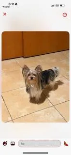 An adult small-sized male Bicolor Yorkshire Terrier dog named Nayib for adoption in Monroe, VA