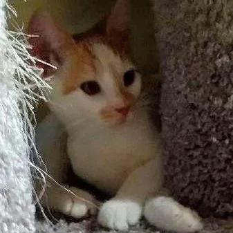 A baby small-sized female Orange / Red Domestic Short Hair cat named Sharon for adoption in Rochester, MN