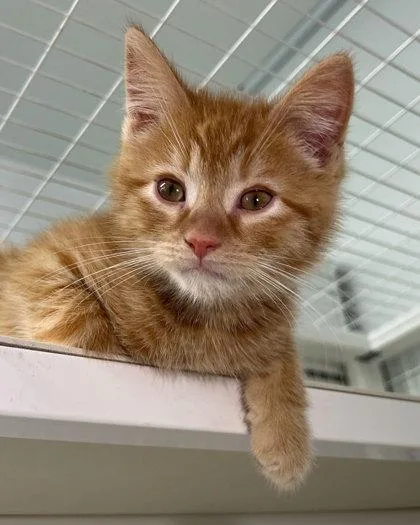 A baby small-sized male Domestic Short Hair cat named Farley for adoption in Elmira, NY