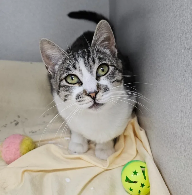 A young small-sized female Domestic Short Hair cat named Rosalia for adoption in Los Angeles, CA