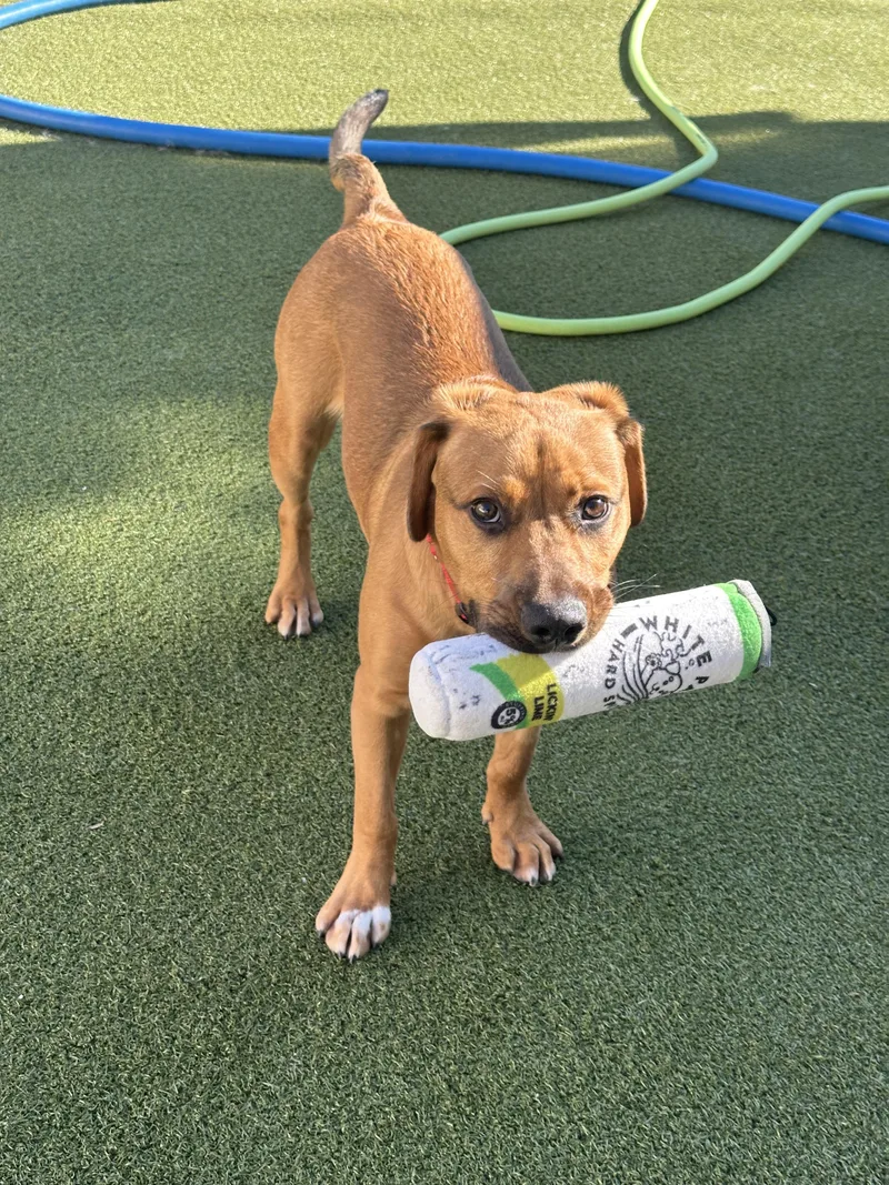 A young medium-sized male Bicolor Mixed Breed dog named Cashew for adoption in Fresh Meadows, NY