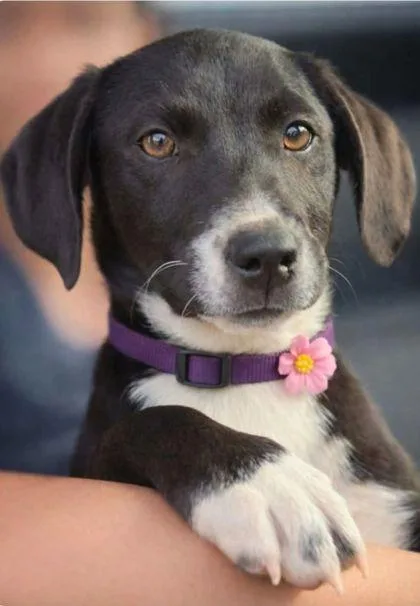 A baby small-sized female Labrador Retriever dog named Michelle for adoption in Westland, MI