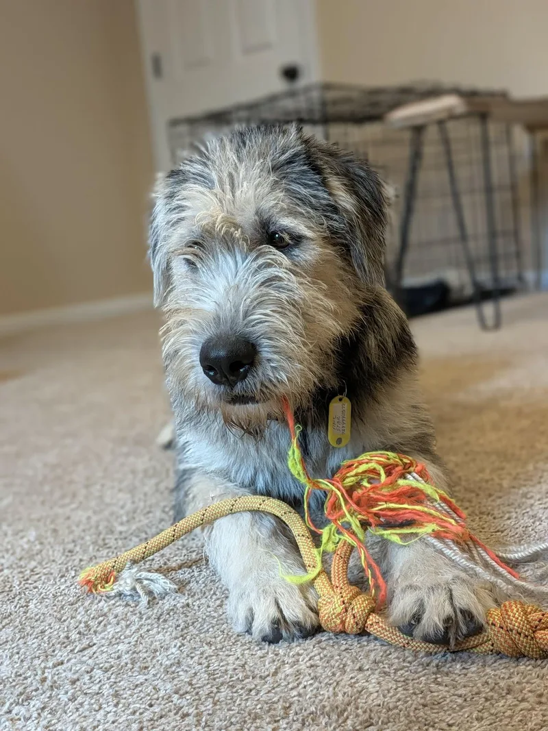 Axel