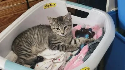A baby medium-sized male Tabby (Brown / Chocolate) Domestic Short Hair cat named Ray Gillette for adoption in Mokena, IL