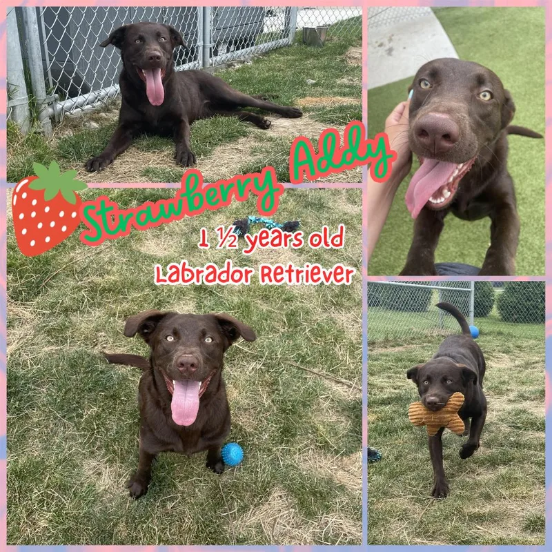 An adult medium-sized female Brown / Chocolate Chocolate Labrador Retriever dog named Strawberry Addy for adoption in Franklin, IN