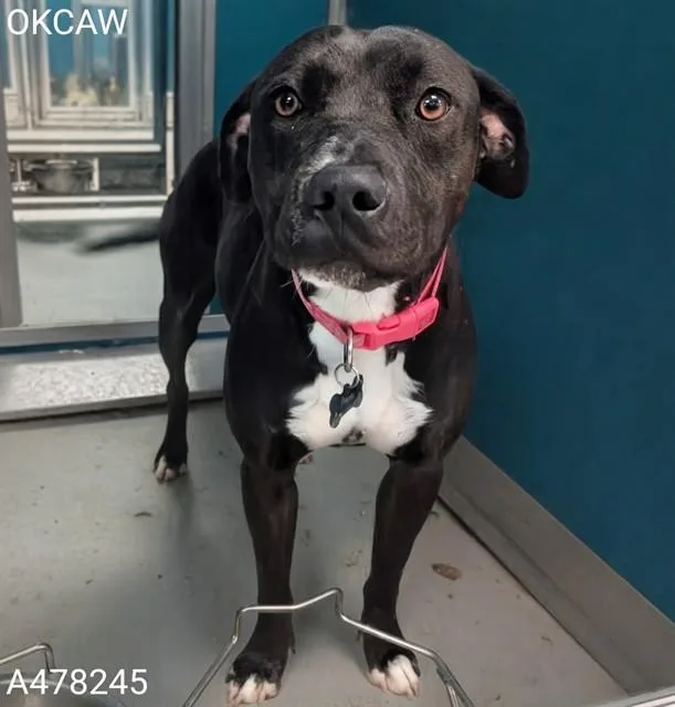 A young medium-sized female Pit Bull Terrier dog named Penny for adoption in Oklahoma City, OK