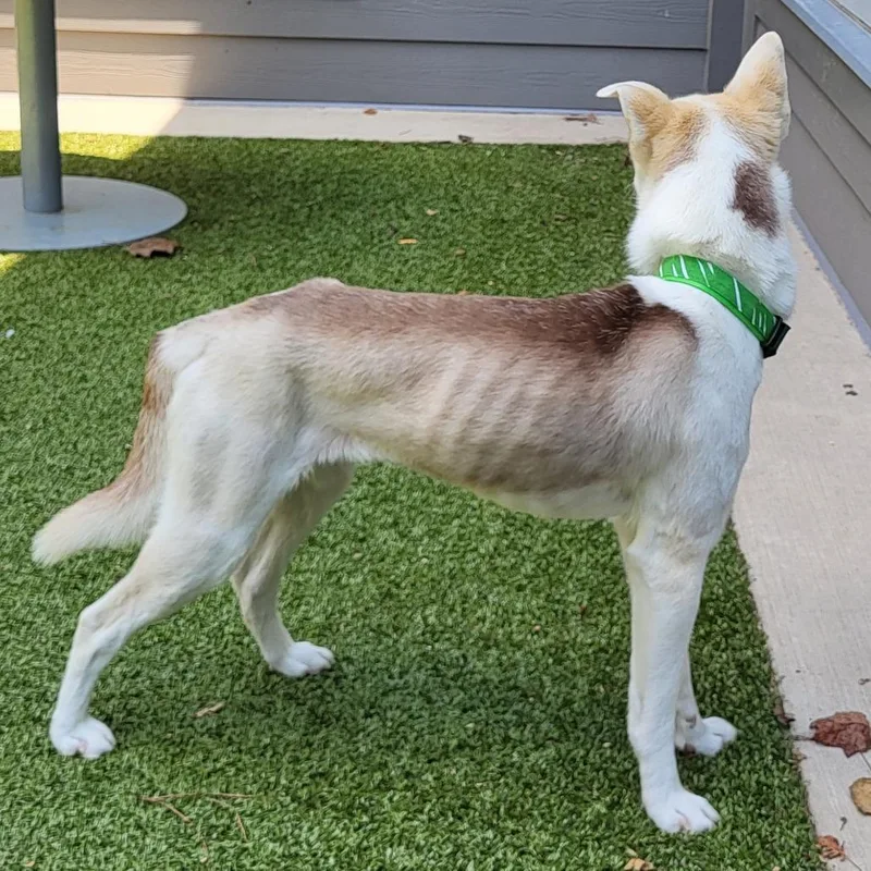 A young medium-sized female White / Cream Husky dog named Sabor for adoption in Greensboro, NC
