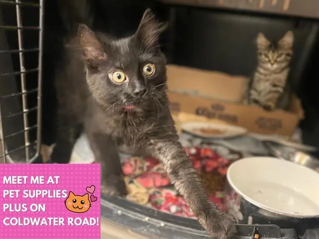 A baby small-sized female Domestic Long Hair cat named Batty for adoption in Fort Wayne, IN
