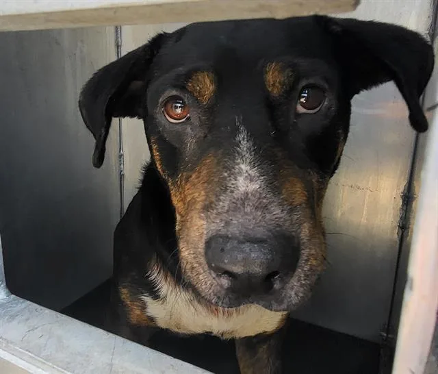 An adult medium-sized female American Staffordshire Terrier dog named Daisy for adoption in San Antonio, TX