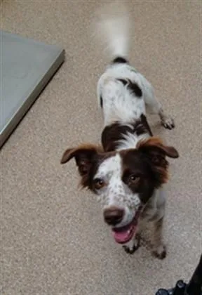 A young medium-sized female Australian Shepherd dog named Val for adoption in Albuquerque, NM