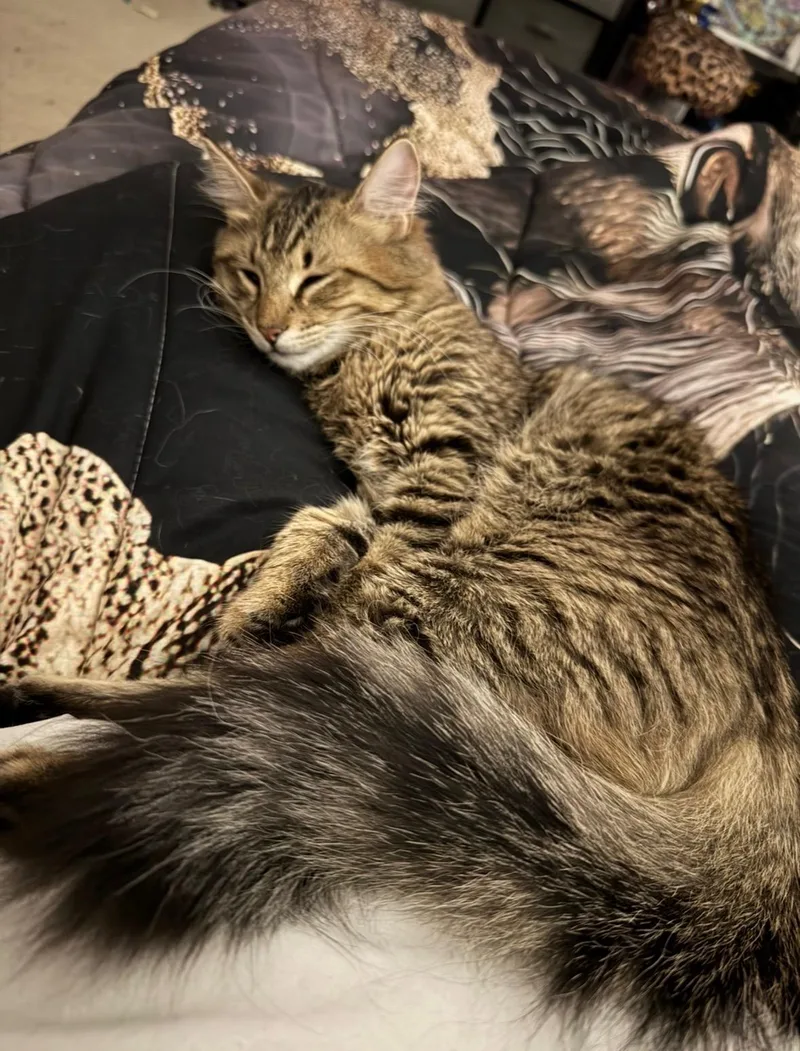 A young medium-sized female Tabby (Brown / Chocolate) Domestic Medium Hair cat named Wednesday for adoption in Davis, CA