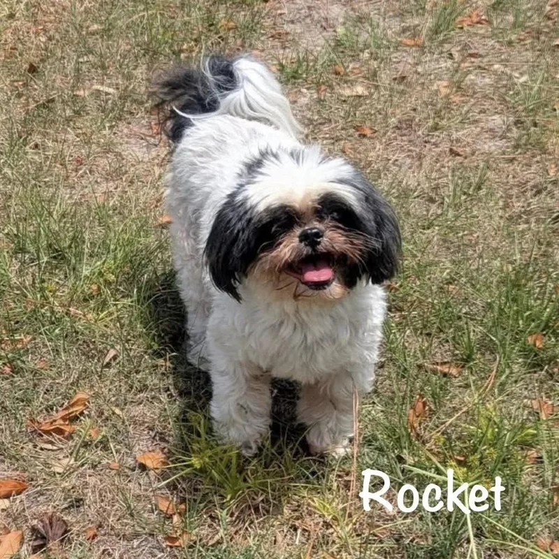 A senior small-sized male Black Shih Tzu dog named Rocket for adoption in TITUSVILLE, FL