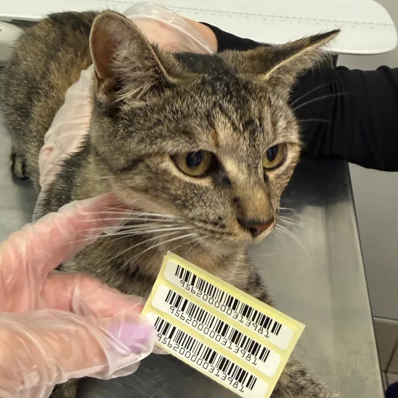 An adult medium-sized female Brown / Chocolate Domestic Medium Hair cat named Sandy for adoption in Charleston, WV