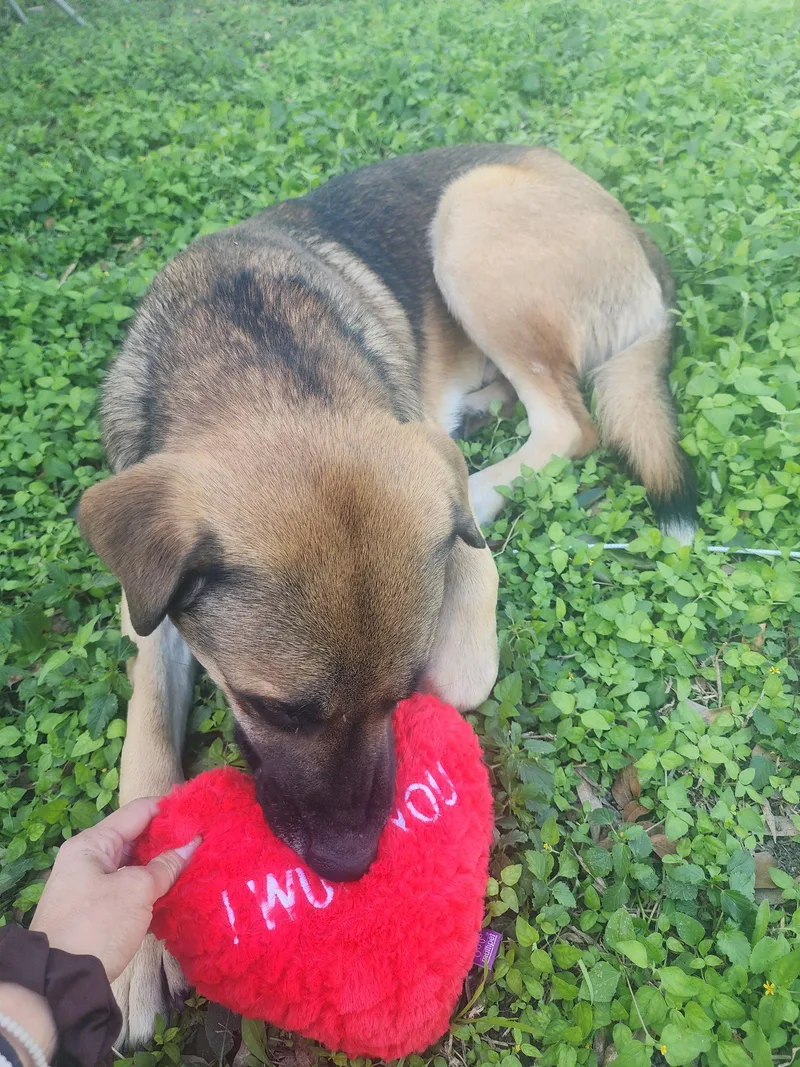 An adult large-sized male Shepherd dog named Ranger for adoption in Fort Worth, TX