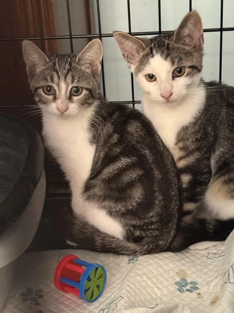 Fred And Wilma thumbnail 4