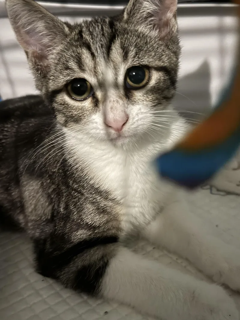 Fred And Wilma thumbnail 5