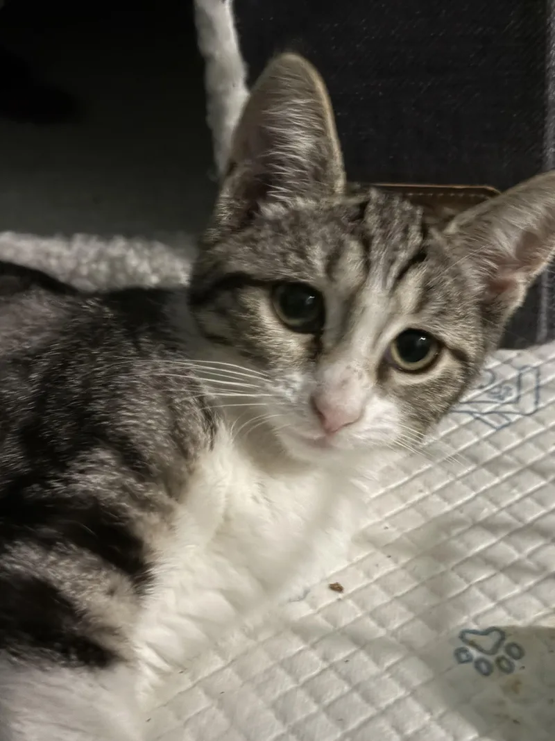 Fred And Wilma thumbnail 6