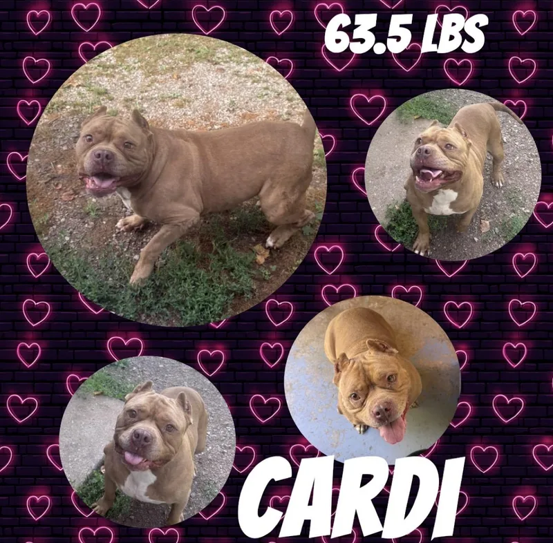 An adult large-sized female Red / Chestnut / Orange American Bully dog named Cardi for adoption in McArthur, OH