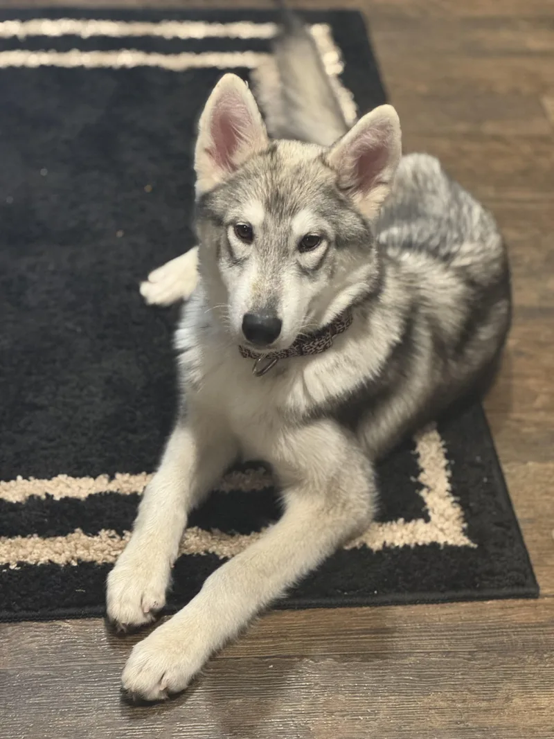 A young medium-sized female Gray / Blue / Silver Husky dog named Zara for adoption in Crosby, TX