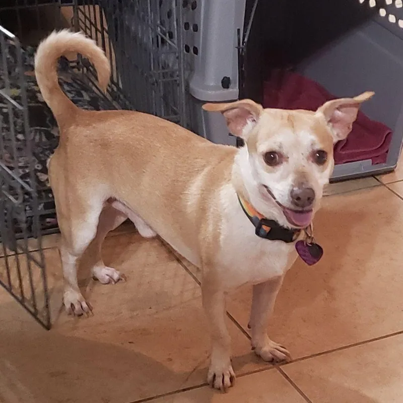 A young small-sized male Golden Chihuahua dog named Dekkar for adoption in Phoenix, AZ