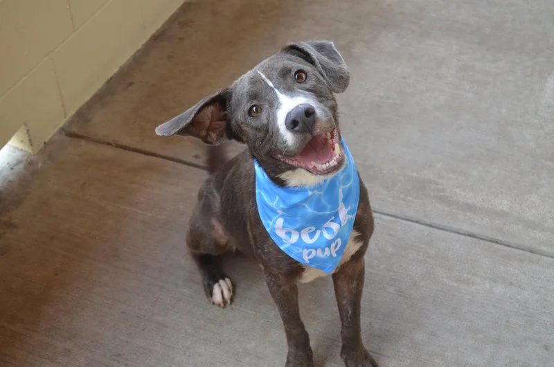 A young large-sized male Mixed Breed dog named Rufferee for adoption in McKinney, TX