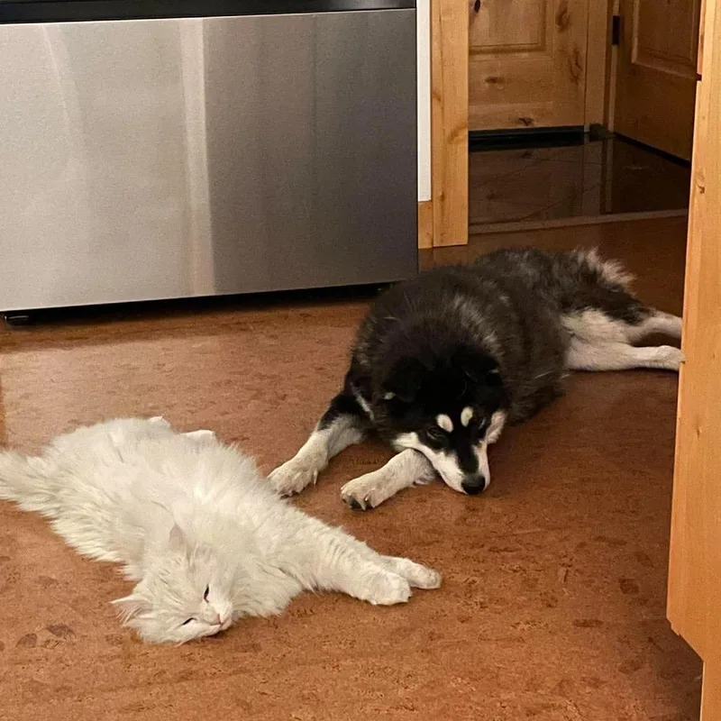 Pelucha