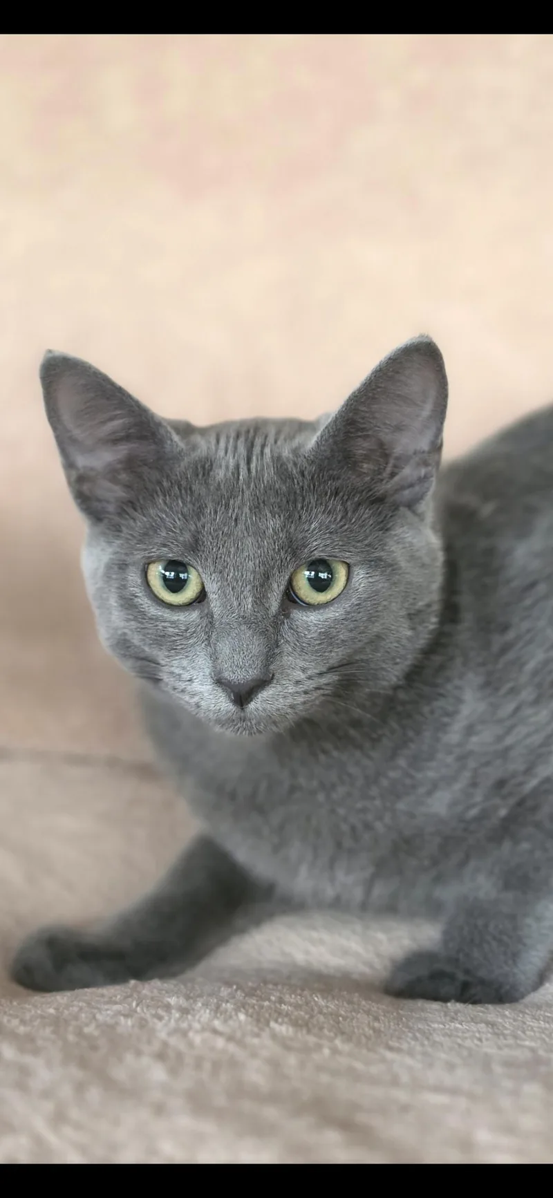 A baby large-sized female Gray / Blue / Silver Russian Blue cat named Oksana for adoption in Medford, WI