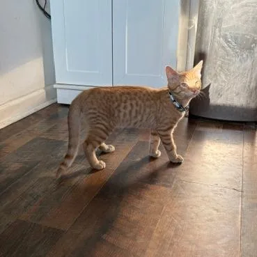 A baby medium-sized male Orange / Red Domestic Short Hair cat named Tony for adoption in Harrisonburg, VA