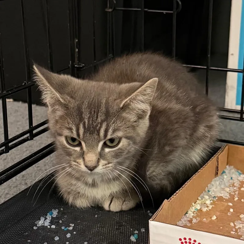 Lucky Brand thumbnail 3